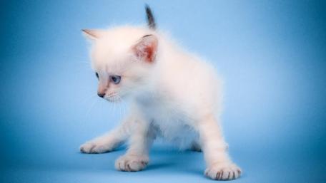 Cute Playful Kitten on Blue Background wallpaper
