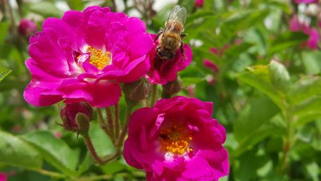 Vibrant Blooms and Busy Bees wallpaper