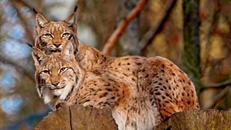 Elegant Lynx Pair in Nature's Embrace wallpaper