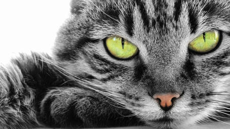 Mesmerizing Green-Eyed Cat wallpaper