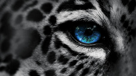 Gaze of the Monochrome Leopard wallpaper