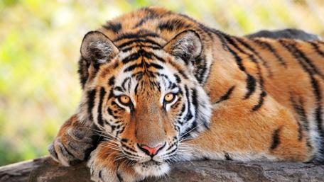 Tiger Serenity in Nature's Embrace wallpaper