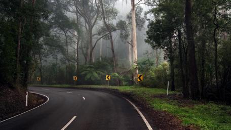 Enchanted Misty Forest Roadway wallpaper