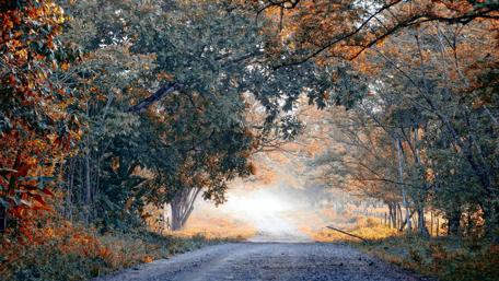 Autumn Pathway in the Forest wallpaper