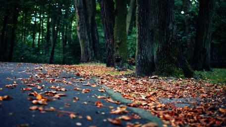 Autumn Leaves on the Pathway to Nature's Beauty wallpaper