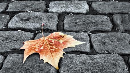 Solitary Leaf on Cobblestone Road wallpaper