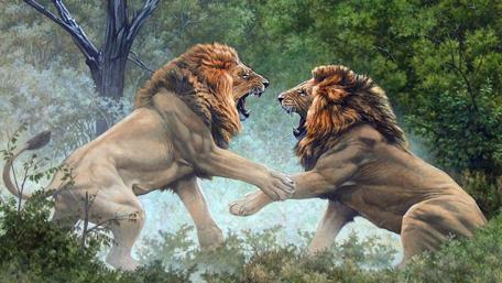 Majestic Lions In Combat wallpaper