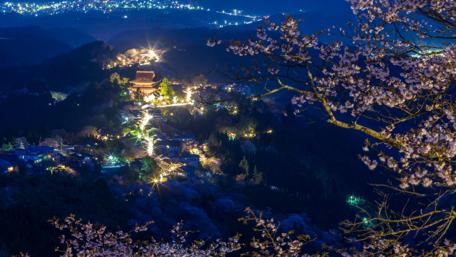 Sakura Serenity at Night wallpaper