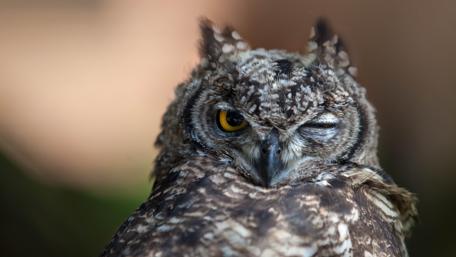 Winking Owl in High Definition wallpaper