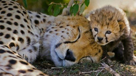 Gentle Moments in the Wild wallpaper