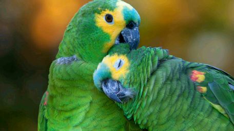 Loving Parrots in a Colorful Embrace wallpaper