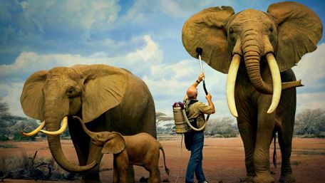 Gentle Giants in Nature's Embrace wallpaper