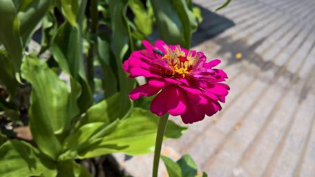 Vibrant Pink Flower with Insect Encountering Nature's Beauty wallpaper