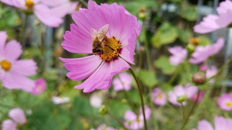 Delicate Pink Blossoms with Bees Dance in Nature's Embrace wallpaper