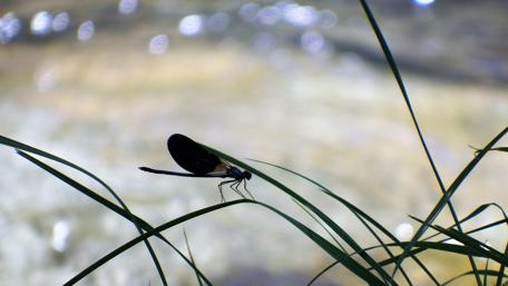 Elegant Dragonfly by the Riverbank During Sunset wallpaper
