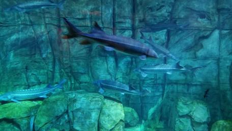Underwater Serenity with Graceful Sturgeons wallpaper