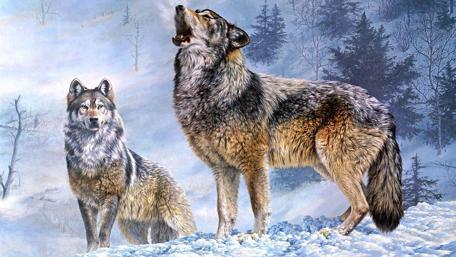 Majestic Wolves in a Snowy Landscape wallpaper