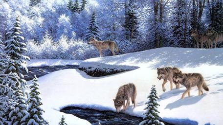 Majestic Wolves in a Winter Wonderland wallpaper