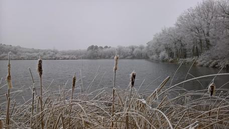 Silent Winter Lake Scene Under Snowy Trees wallpaper