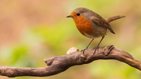 Small Bird Perched on a Twig wallpaper
