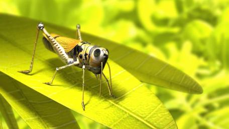 Vibrant Grasshopper on Lush Green Leaves wallpaper