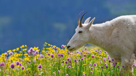 Mountain Goat Among Vibrant Wildflowers wallpaper