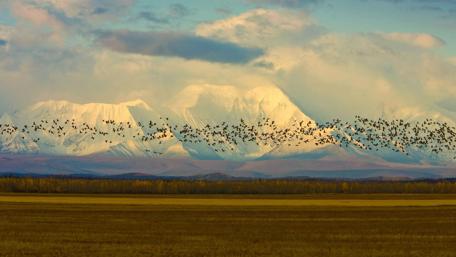 Birds in Flight over Mountain Landscape wallpaper