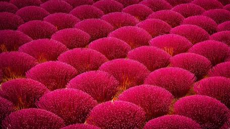 Vibrant Crimson Sphere Blossoms wallpaper