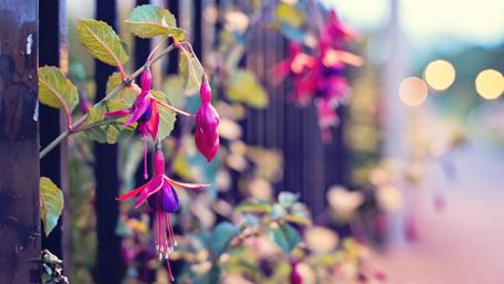 Vibrant Fuchsia Blossoms Against a Soft Background wallpaper
