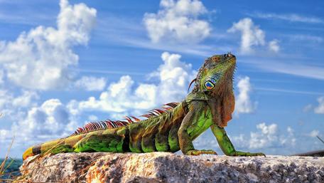 Majestic Iguana Basking Under a Vibrant Sky wallpaper