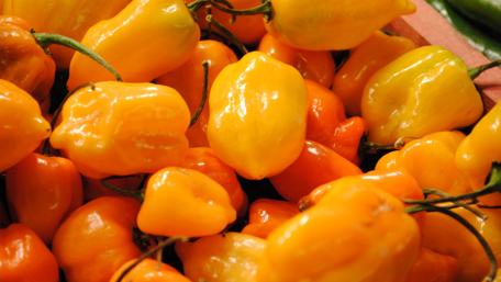 Vibrant Paprika Collection for Food Lovers wallpaper