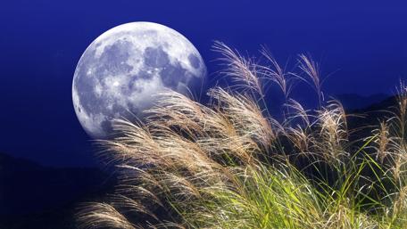 Majestic Moonrise Over Tranquil Fields wallpaper