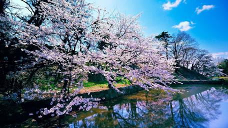 Whispers of Spring Blossoms wallpaper