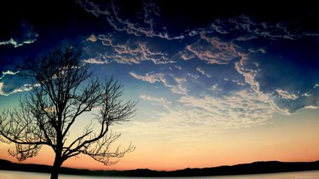 Serene Sunset over a Lone Tree wallpaper