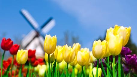 Vibrant Tulip Field with Windmill View wallpaper