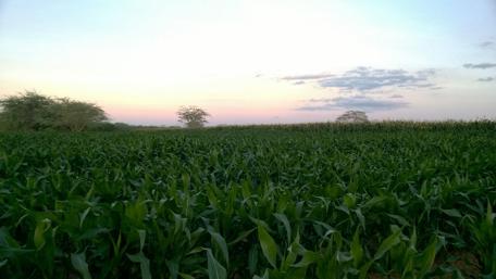 Lush Cornfield Under a Serene Sky wallpaper