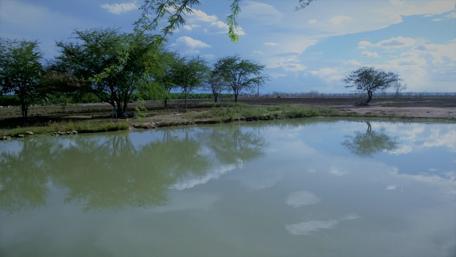 Serene Waterside Reflections in Nature wallpaper