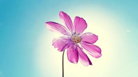Magenta Petals Embrace Sunlight Magic wallpaper