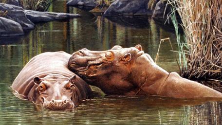 Serene Hippos in Tranquil Waters wallpaper
