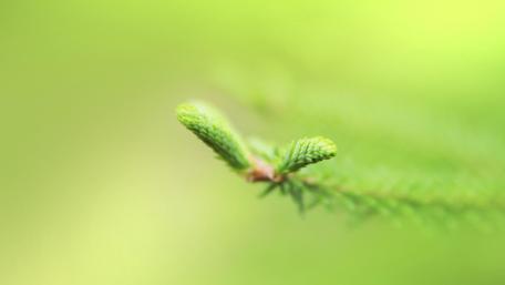 Fresh Green Buds in Nature's Embrace wallpaper
