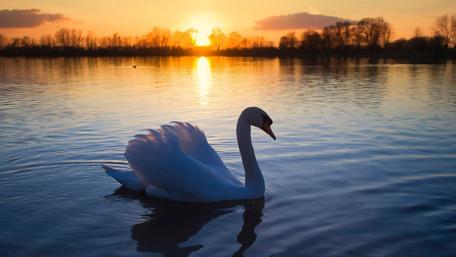 Serene Swan at Sunset on Tranquil Lake wallpaper