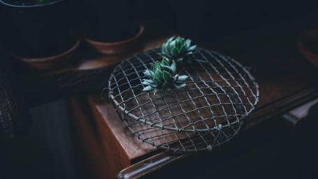 Serene Cactus Composition for Your Space wallpaper