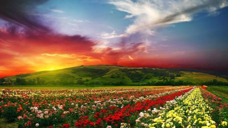 Sunset Over a Vibrant Flower Meadow wallpaper