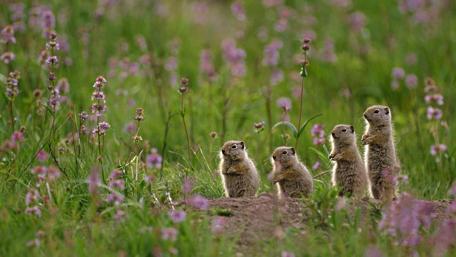 Adorable Ground Squirrels in a Flower Field wallpaper