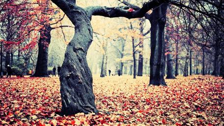 Autumn’s Whisper in a Colorful Forest Scene wallpaper