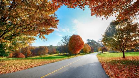 Autumn Pathway Through Vibrant Foliage wallpaper