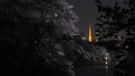 Tokyo Tower Illuminated by Night's Embrace with Cherry Blossoms wallpaper