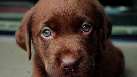 Adorable Brown Puppy with Soulful Eyes wallpaper