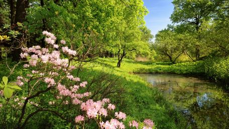 Spring Blossom by the Serene Pond wallpaper