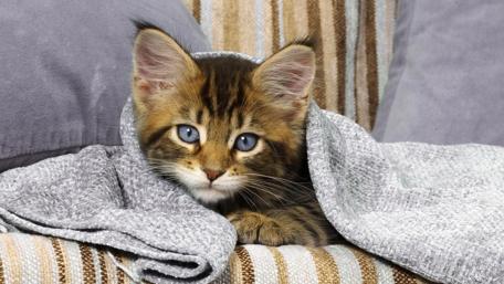 Cozy Cat Wrapped in a Blanket wallpaper